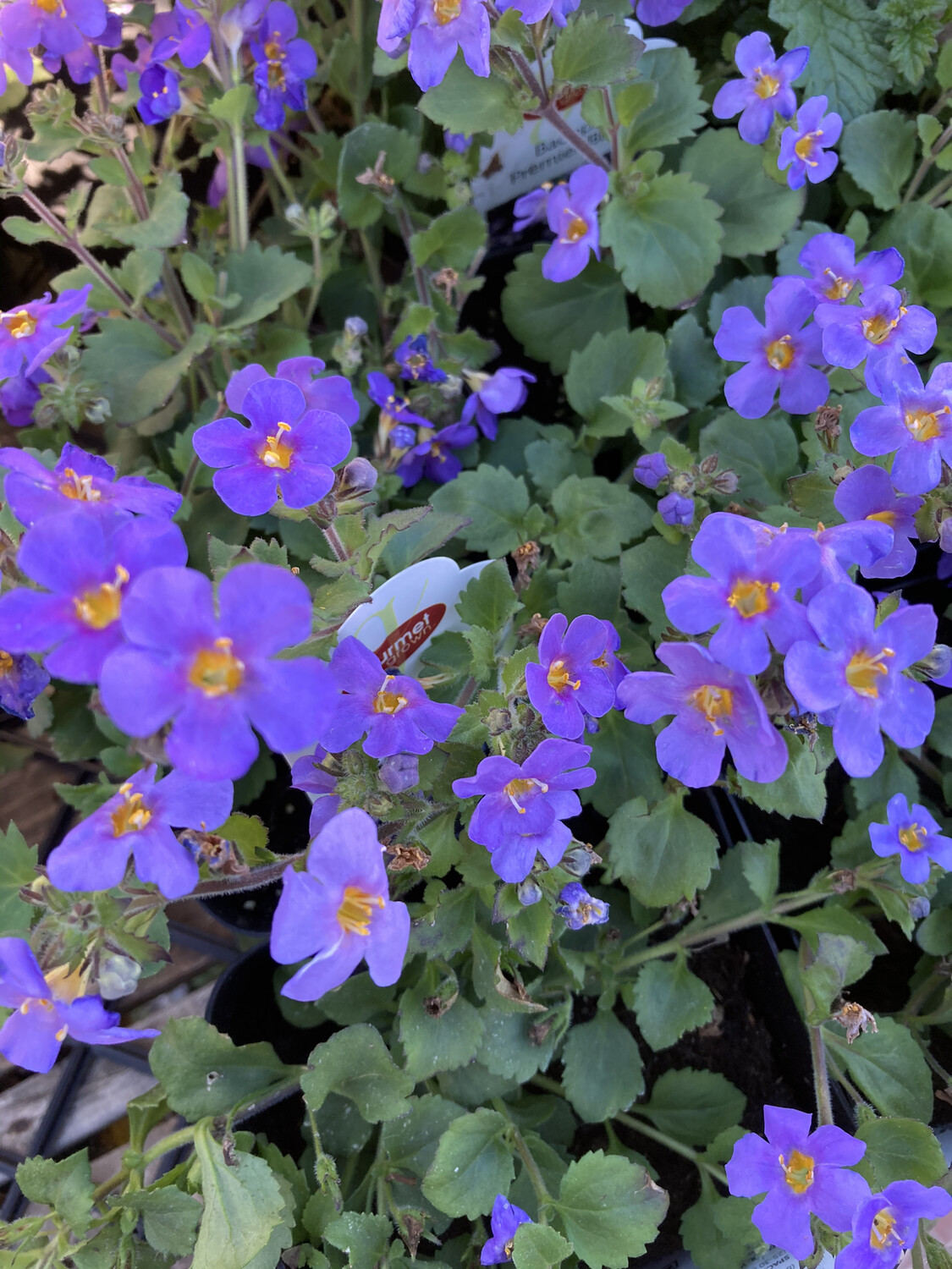 4" Bacopa Premier Blue