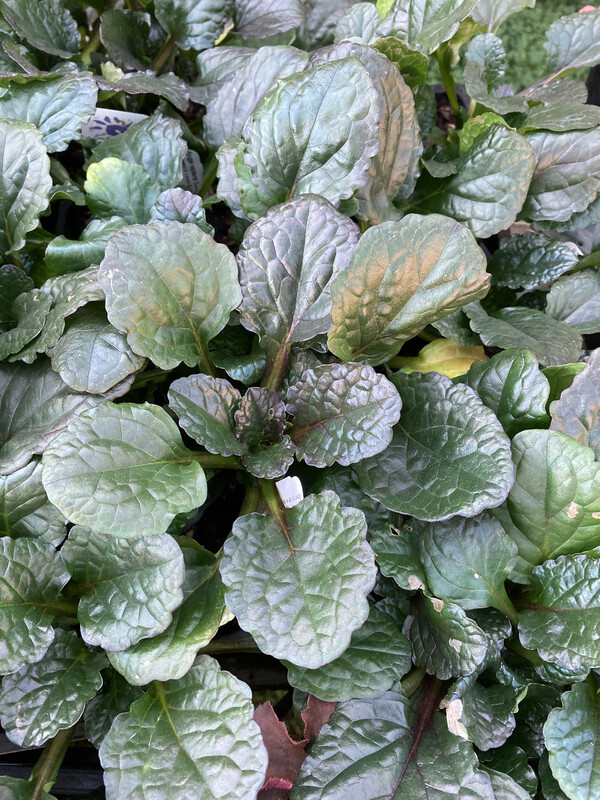 4” Ajuga Catlin’s Giant