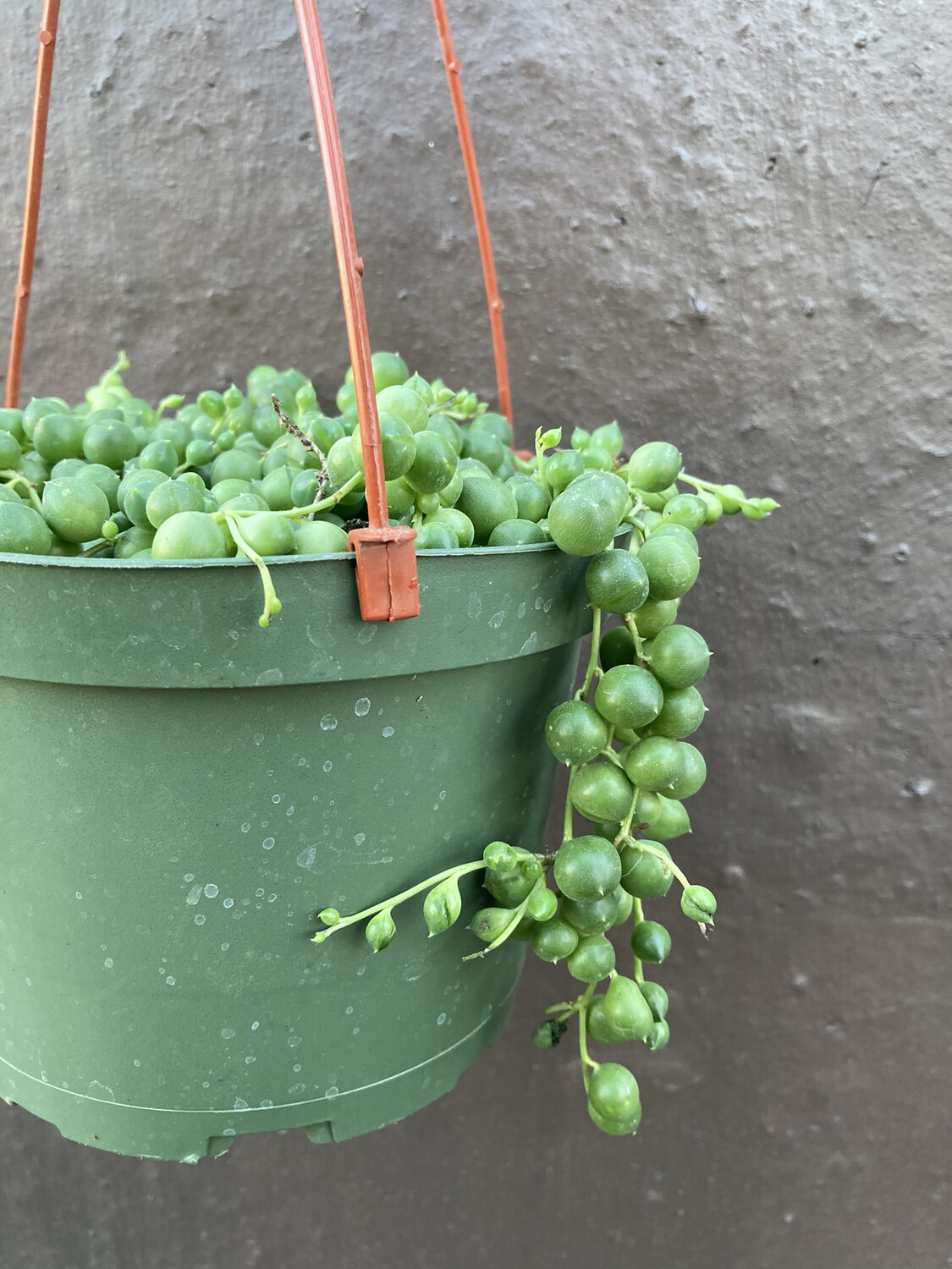 Senecio Rowleyanus 'String of Pearls