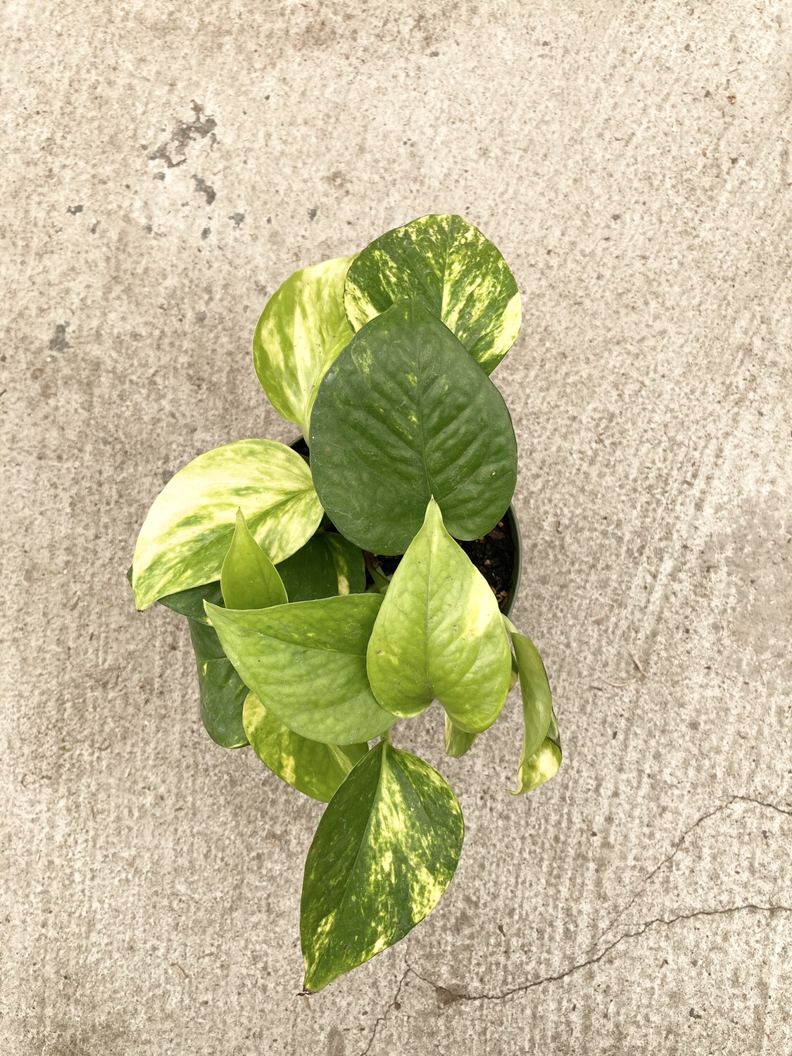 4" Epipremnum aureum (golden pothos)