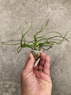Tillandsia bulbosa Guatemala 4-5”
