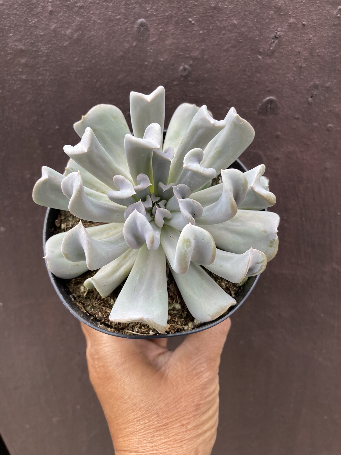 4” Echeveria ‘Topsy Turvy’