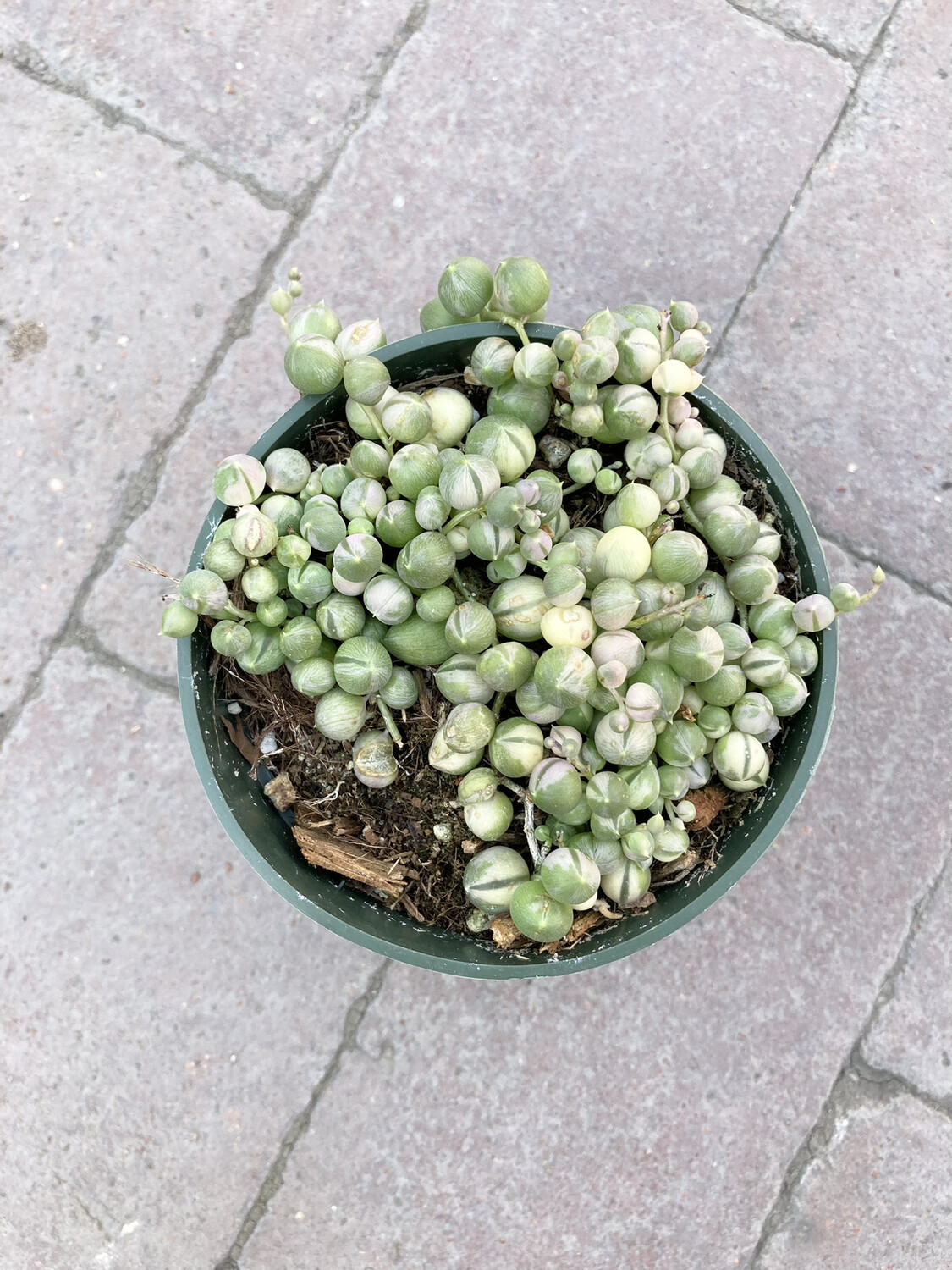 4” Senecio rowleyanus variegata (variegated string of pearls)