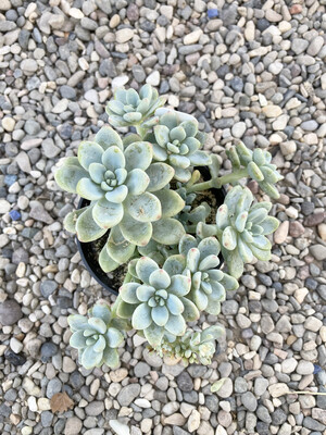 4” Sedum clavatum 