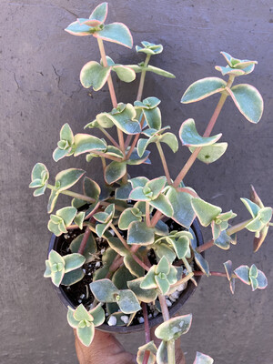 4” Crassula pellucida subsp. marginalis 'Variegata'