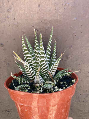 4" Haworthia fasciata