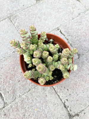 4" Crassula marnieriana