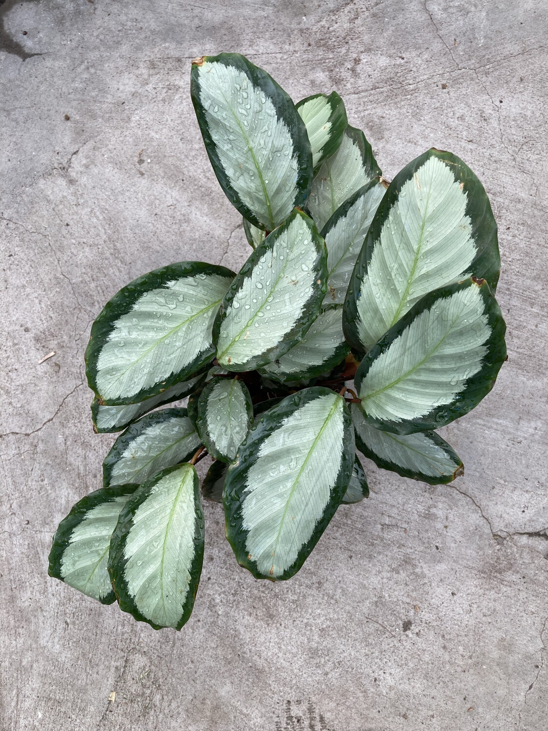 6 Calathea picturata 'Argentea'