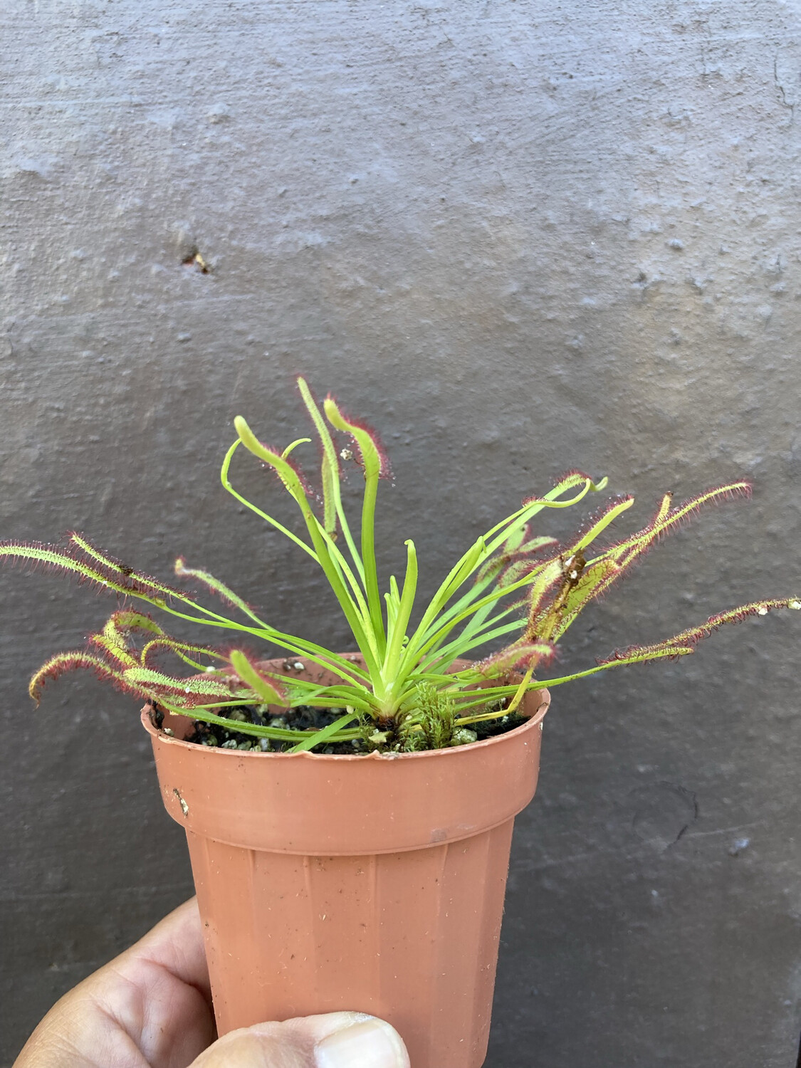 3" Drosera capensis (Octopus Plant)