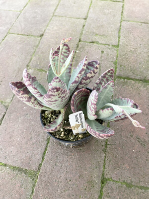 4” Kalanchoe marmorata