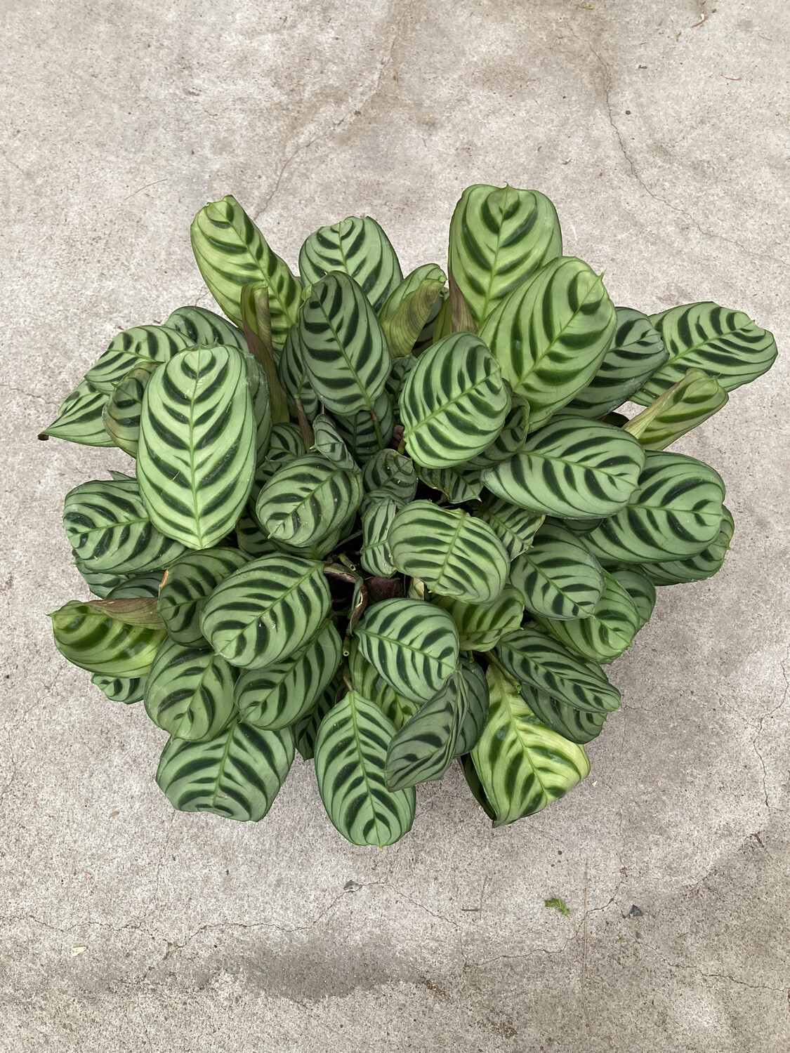 6" Ctenanthe burle-marxii