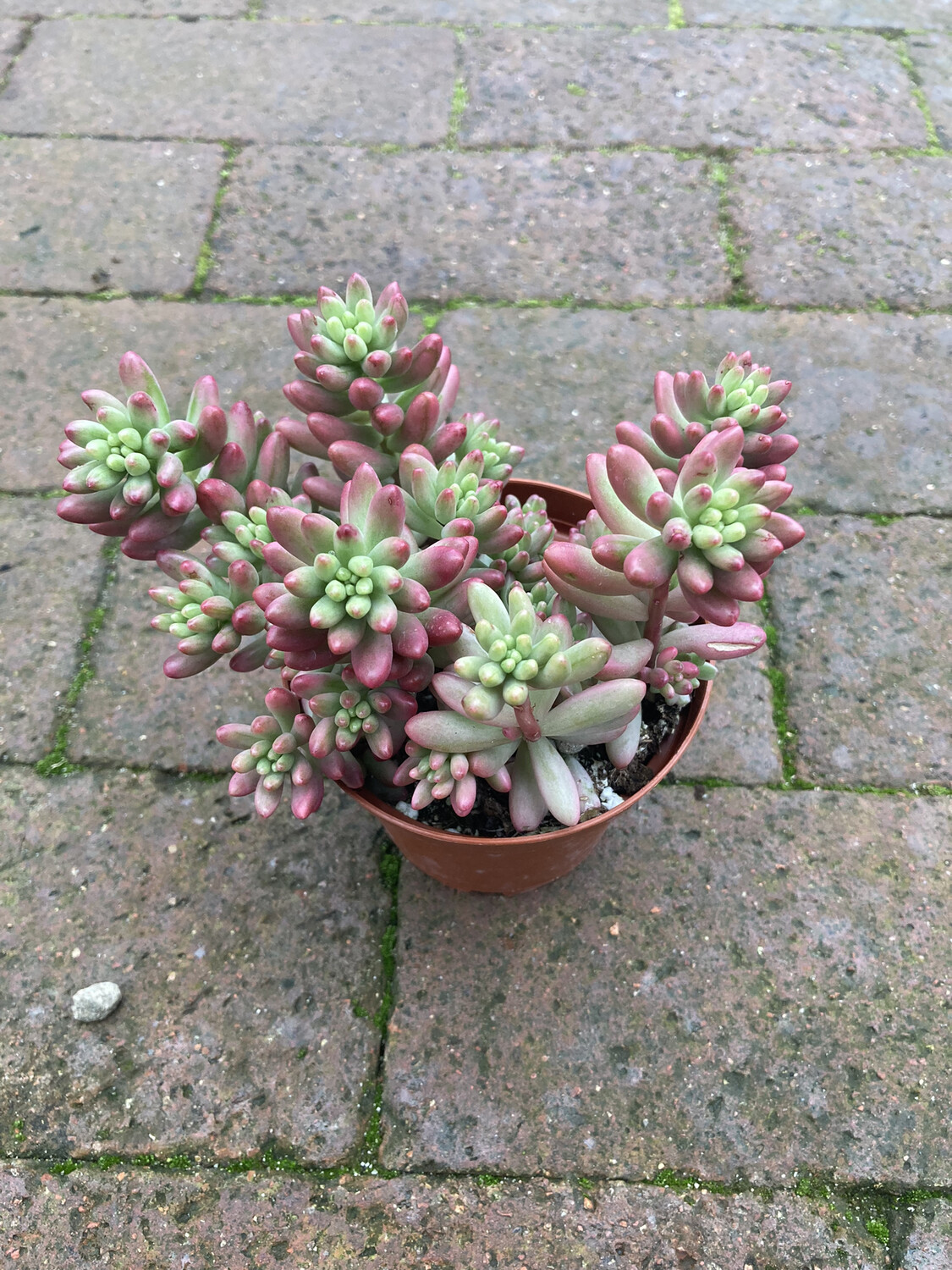 4” Sedum ‘Aurora’
