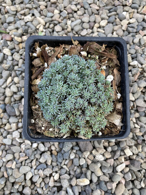 4” Sedum hispanicum purpureum