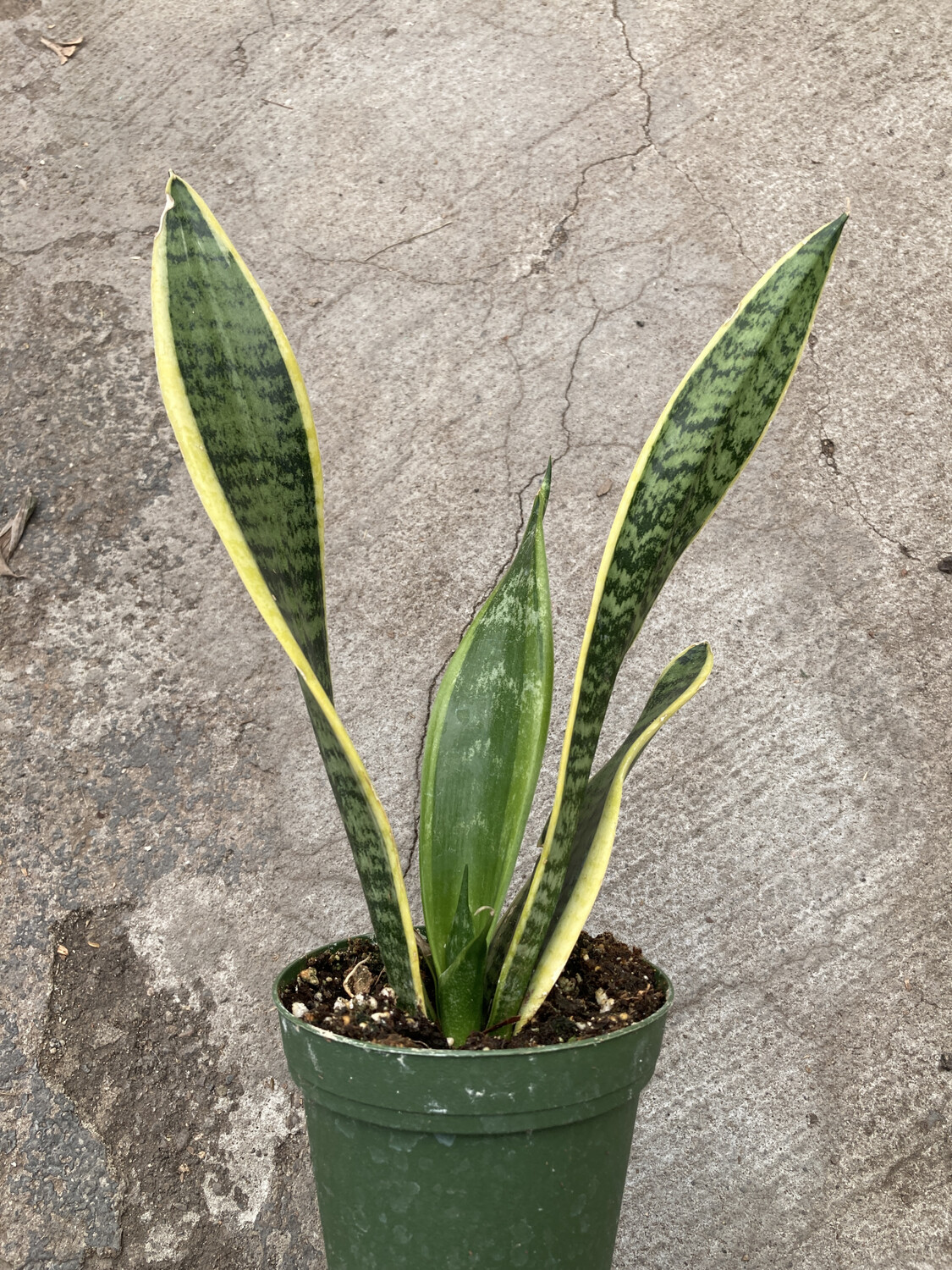 4" Sanseveria spp.