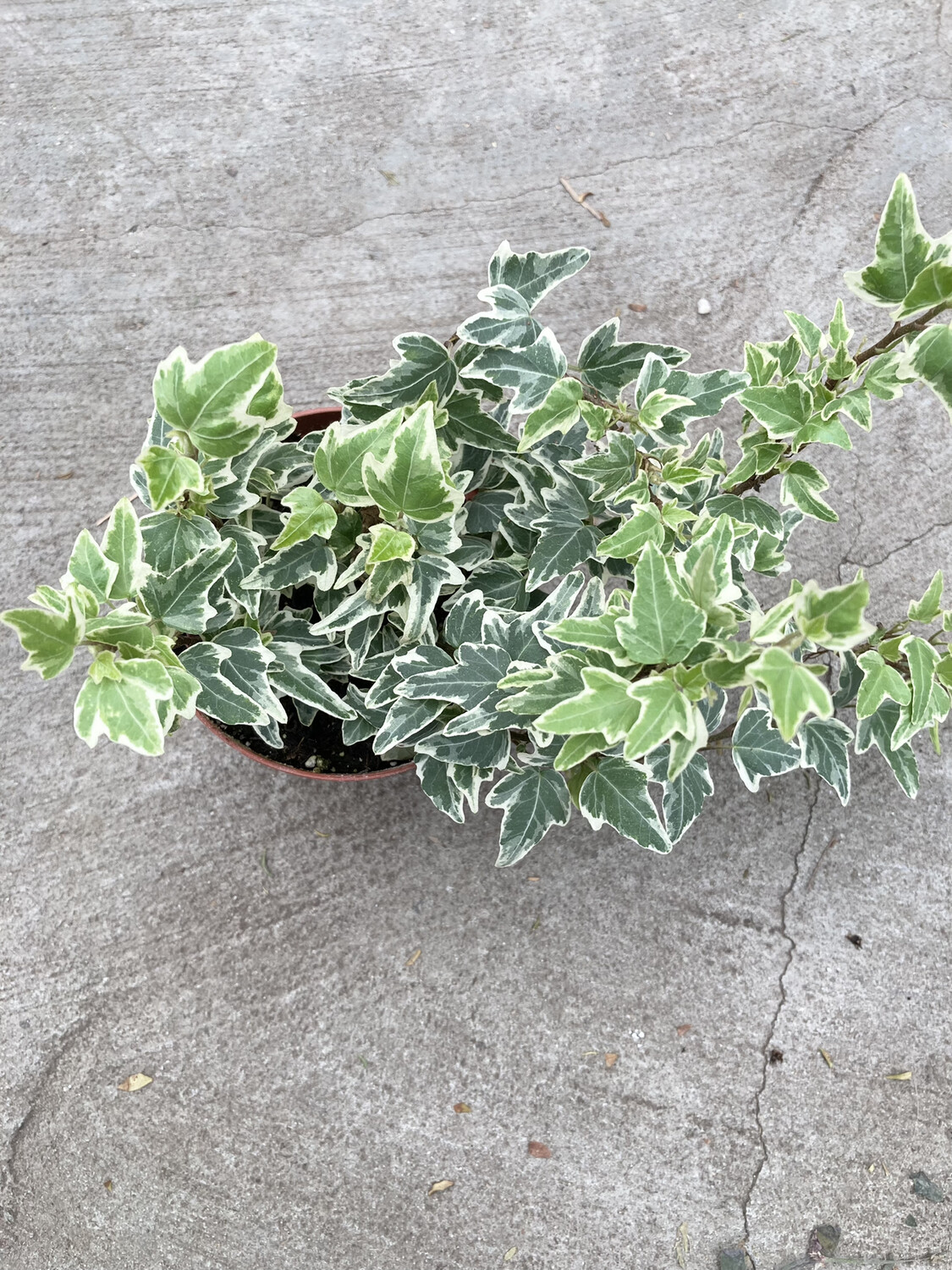 4 Hedera helix 'Mini Esther'