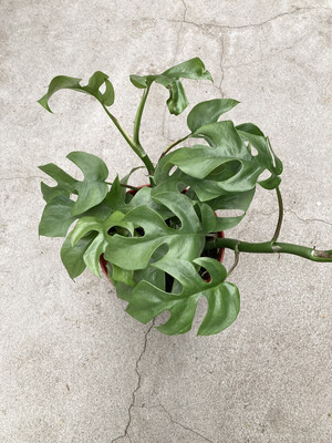 6" Rhaphidophora tetrasperma 'Ginny' (Monstera Plant)