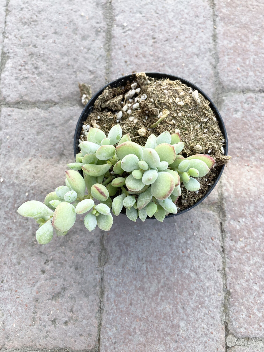 4” Cotyledon pendens