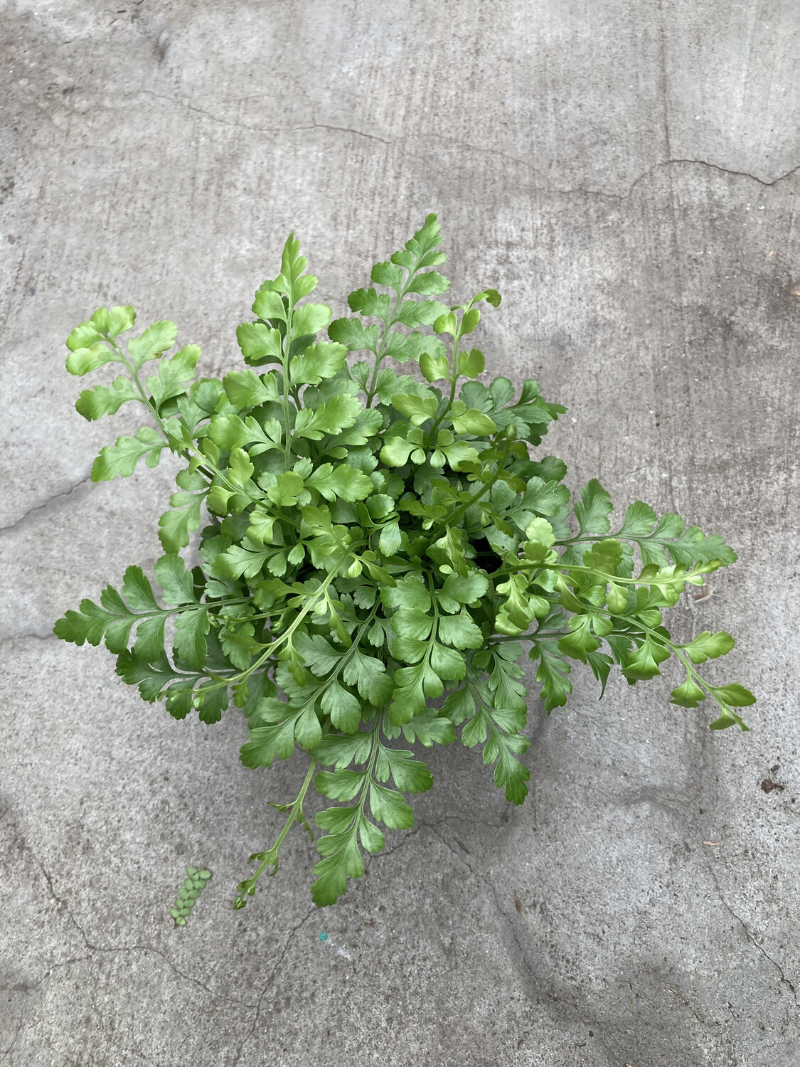 4” Asplenium 'Austral Gem'