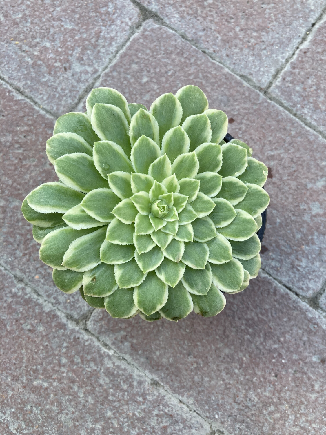 4” Aeonium ‘Emerald Ice’