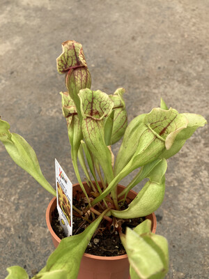 3" Saracenia hybrid (Pitcher Plant