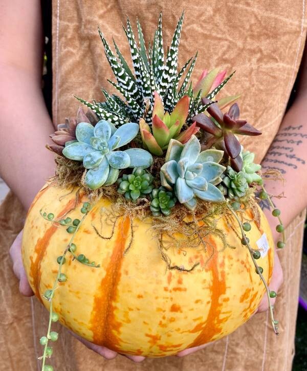 Succulent Pumpkin Workshop 11am