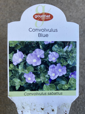 4" Convolvulus maritima 'Blue'