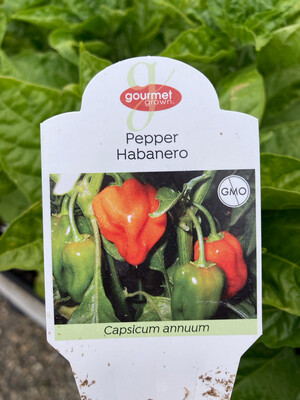 4" Pepper Habanero