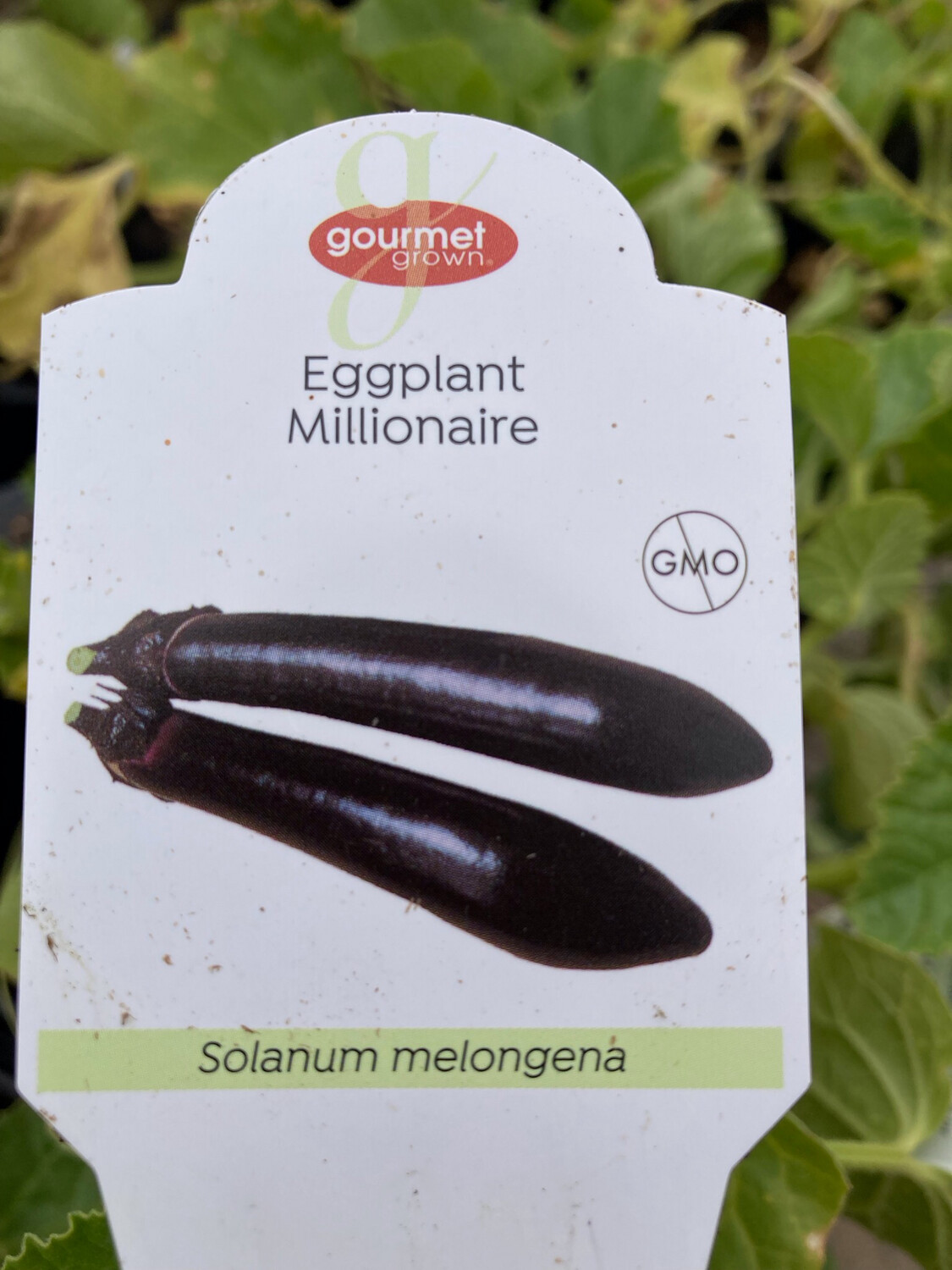 4" Eggplant Japanese Millionare