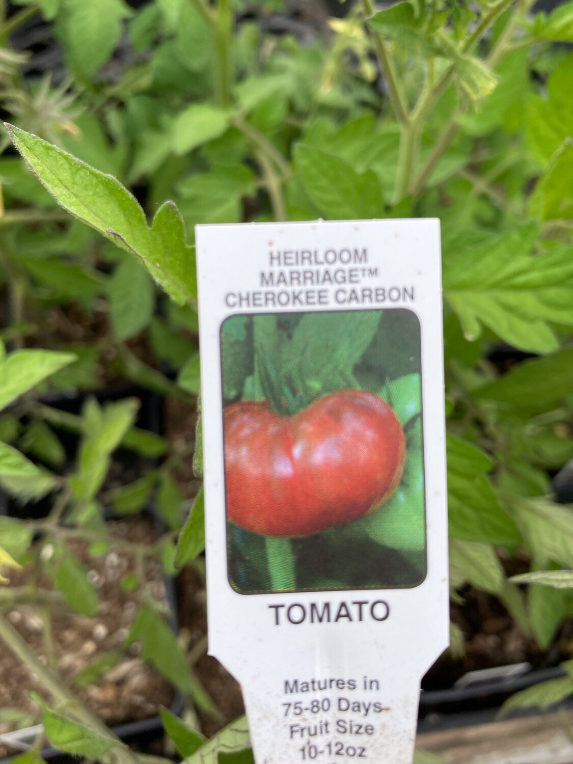 4" Tomato Cherokee Carbon