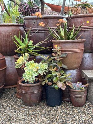Purple Ceramic Pots