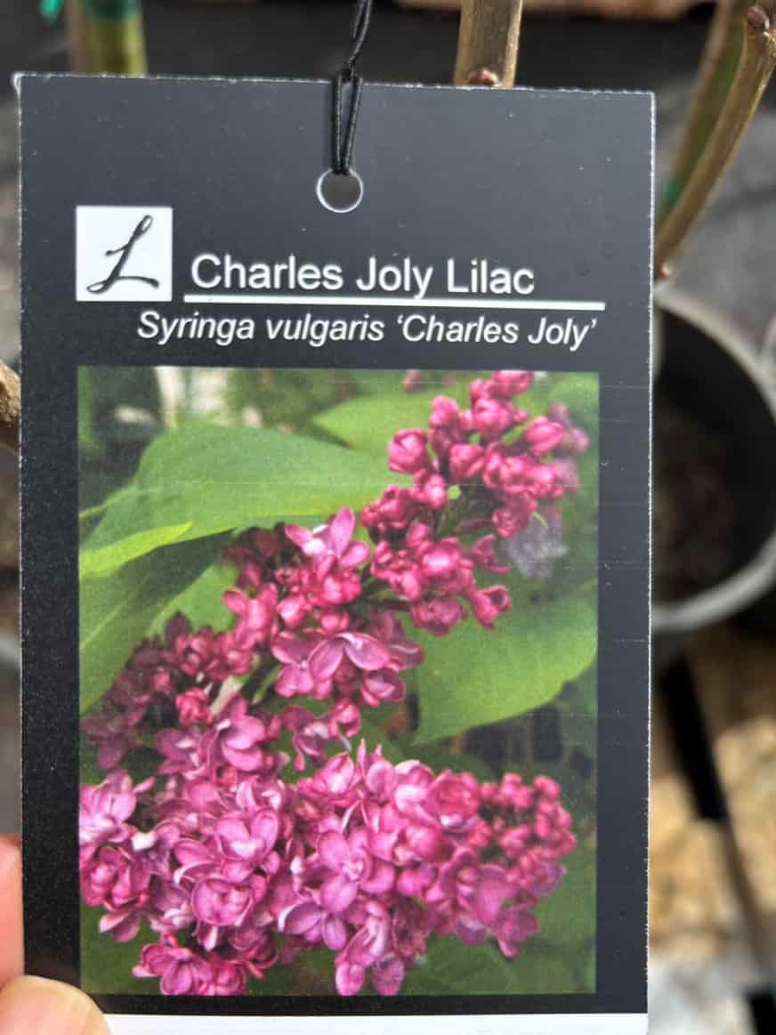 Lilacs