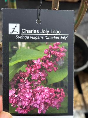 Lilacs
