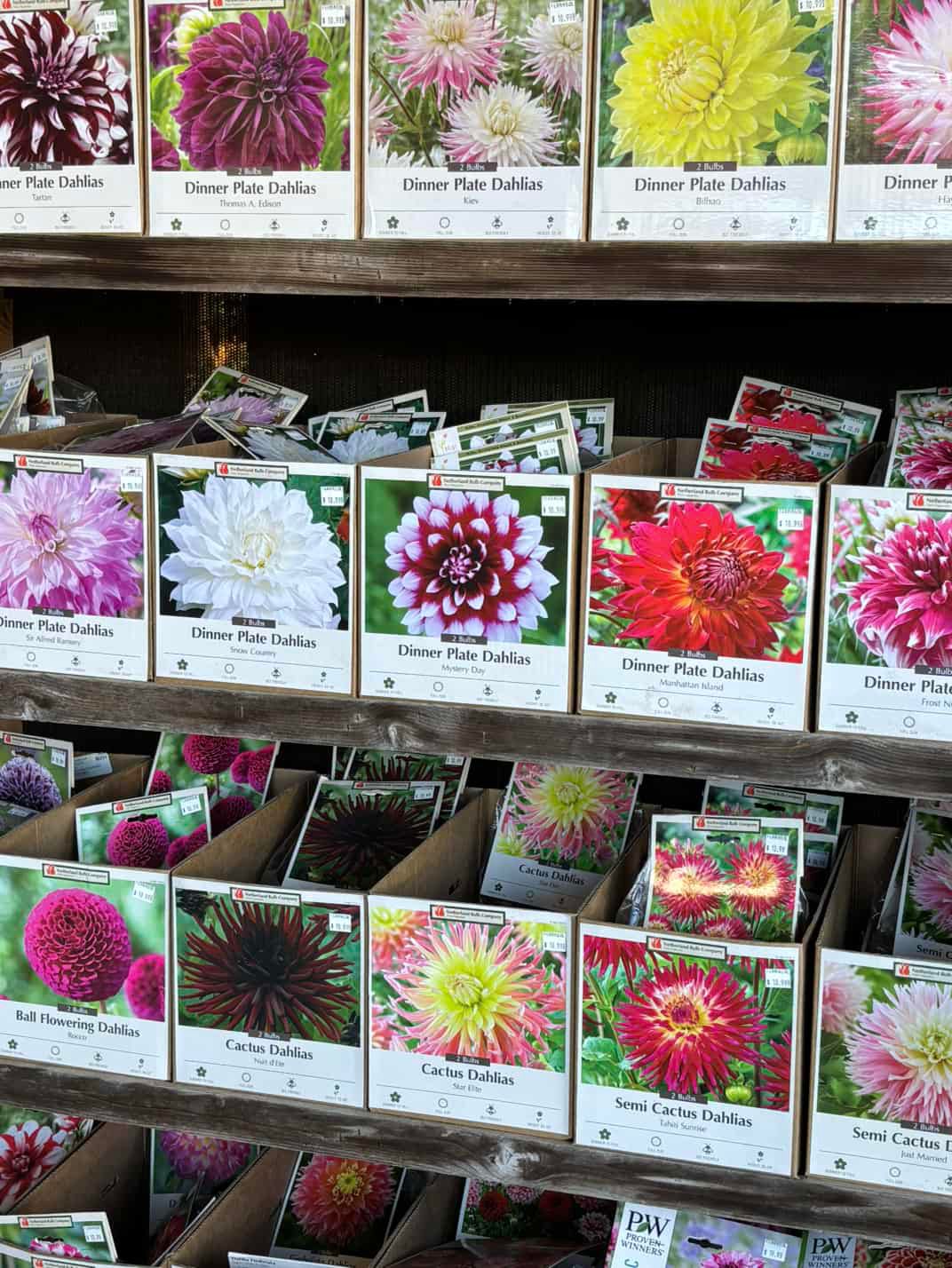 Summer Bulbs: Dahlias, Begonias, Lillies, Crocosmias, And More