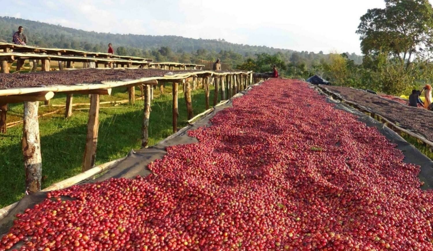 Ethiopian Guji Washed