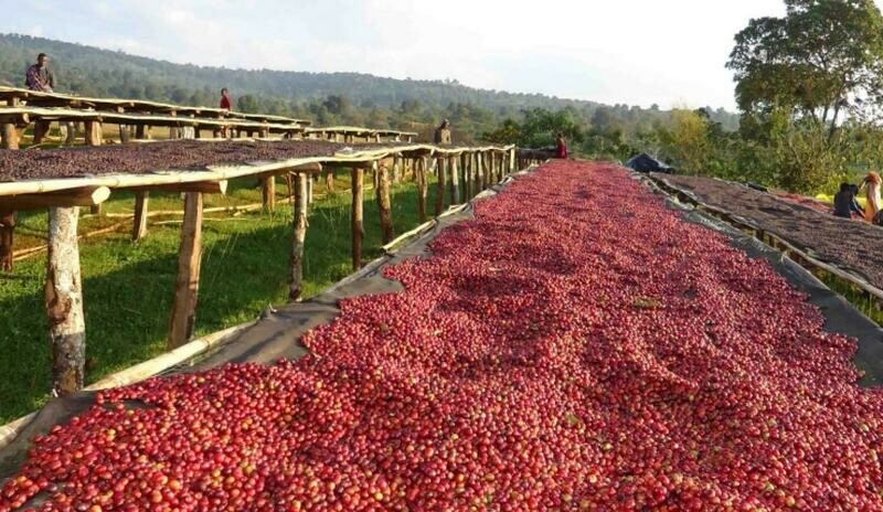 Ethiopian Guji Washed