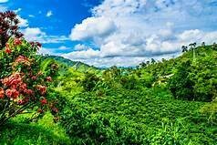 Colombian Dulima Dark Roast