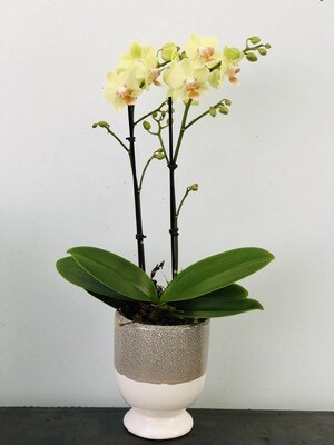 Mini-orquídea