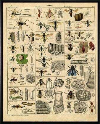 All Bees Poster 11X14