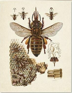 Bee Diagram  -Honey Comb and Bee 11X14