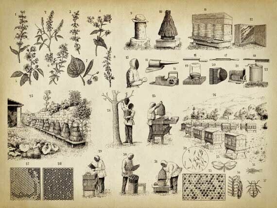 Bee Poster Small Detailed 11X14