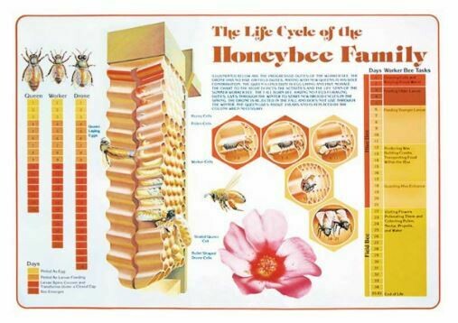 Life Cycle Chart-BM-335