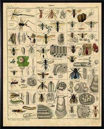 Poster-Different Types of Bees