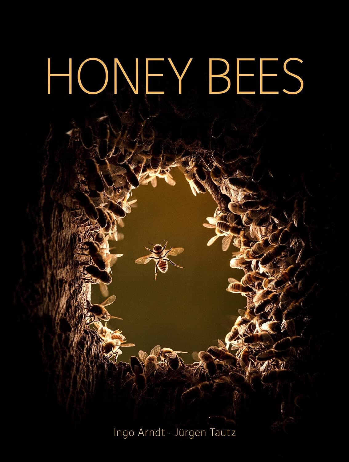 Wild Honey Bees - An Intimate Portrait