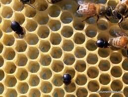 Small Hive Beetle Control