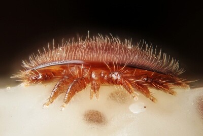Varroa Treatments