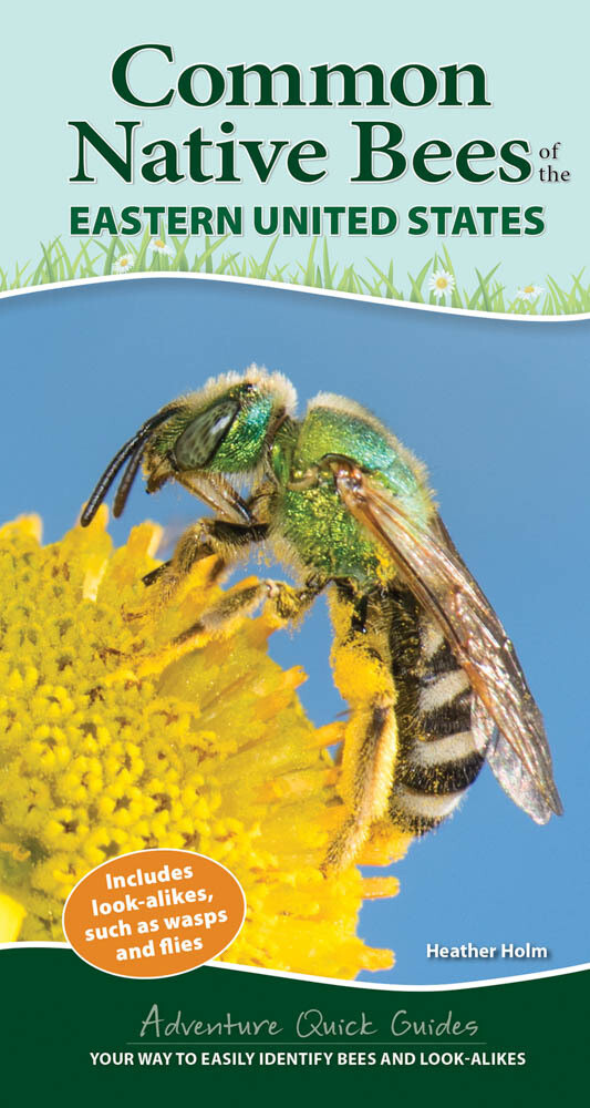Common Native Bees of the Eastern U.S.
