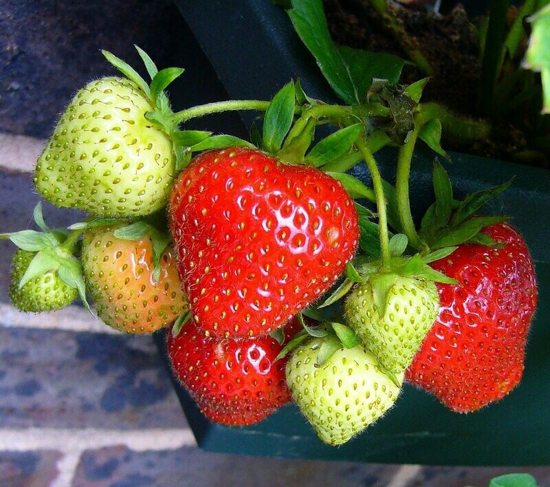 Fraisier