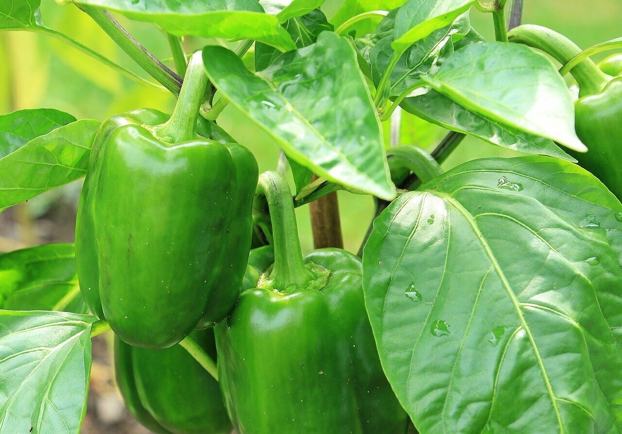 Poivron