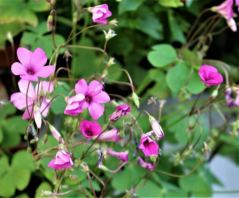 Oxalis