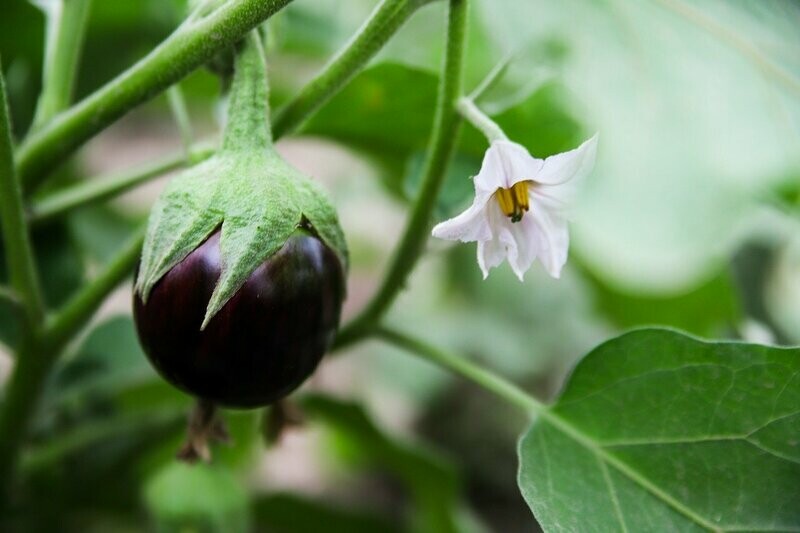 Aubergine